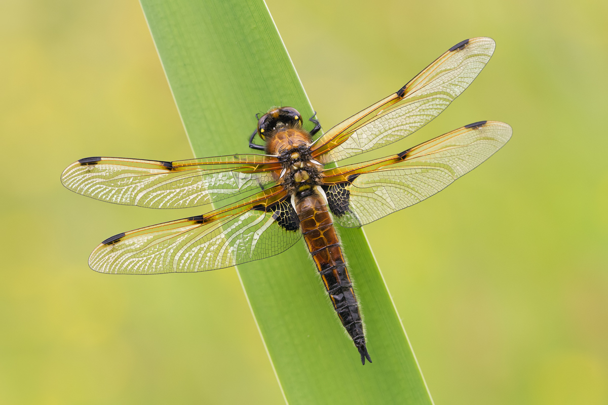 Four Spotted Chaser 6